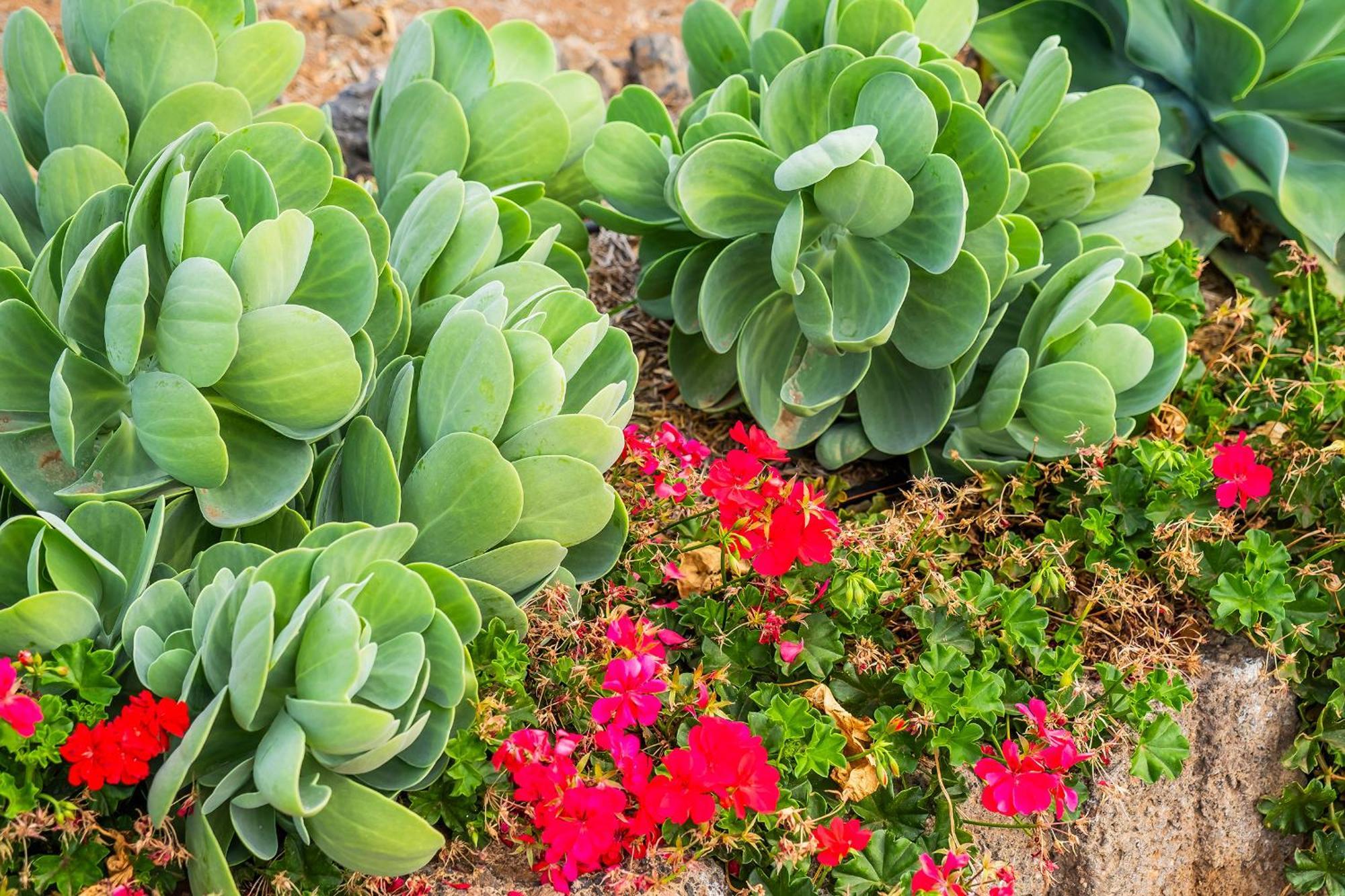 Tenerife Healing Garden Гиа-де-Исора Экстерьер фото