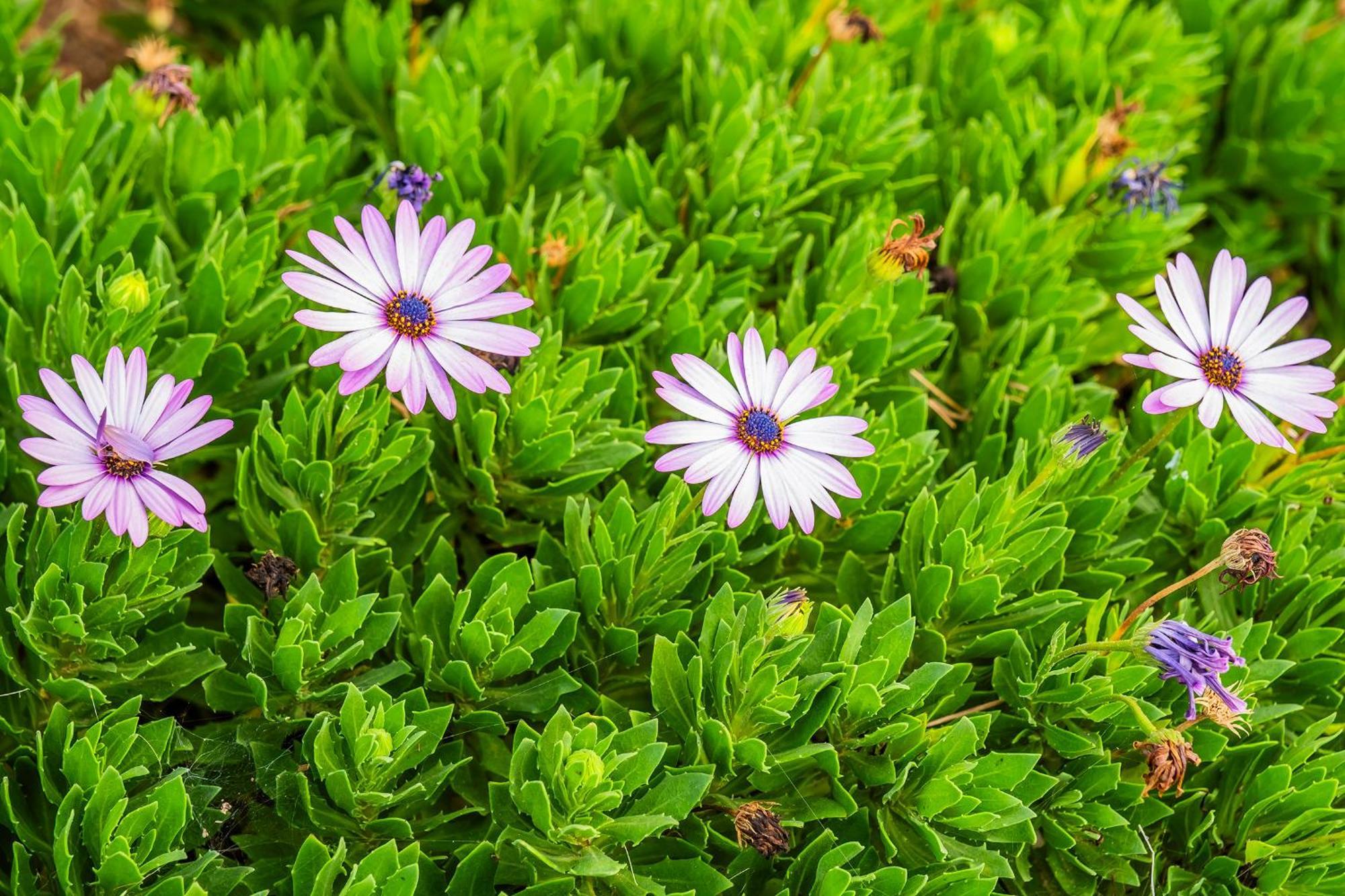 Tenerife Healing Garden Гиа-де-Исора Экстерьер фото